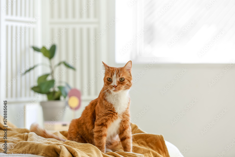 Cute red cat sitting on blanket in bedroom