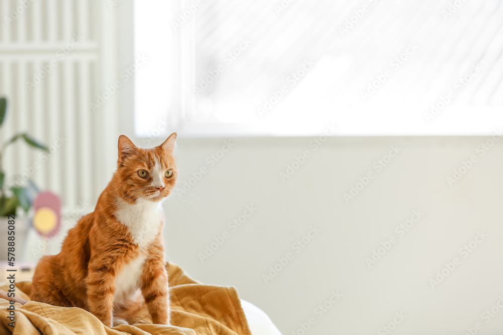 Cute red cat sitting on blanket in bedroom