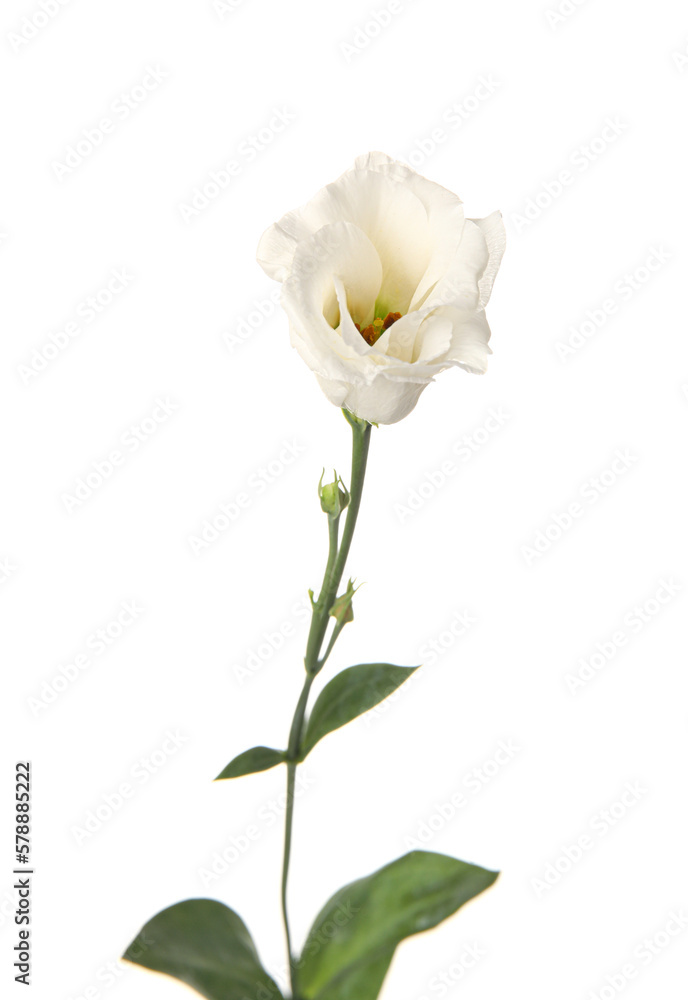 Delicate eustoma flower isolated on white background, closeup