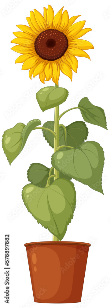 Sunflower in Pot on White Background