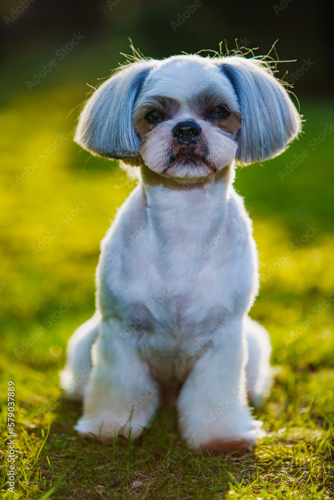 Shih tzu dog sitting on grass in garden