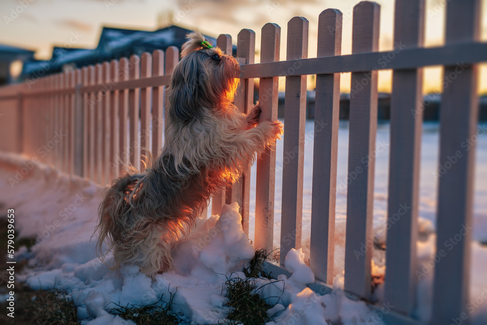 Shih tzu dog standing at the fence and guards the cottage at winter