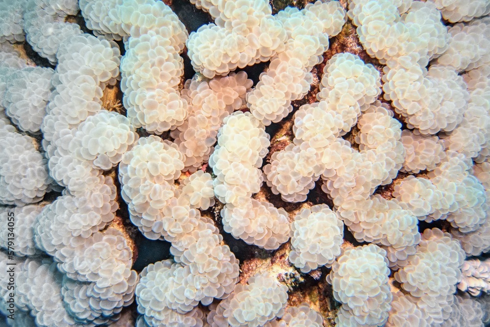 Bubble coral, organic texture of soft coral  - Plerogyra sinuosa