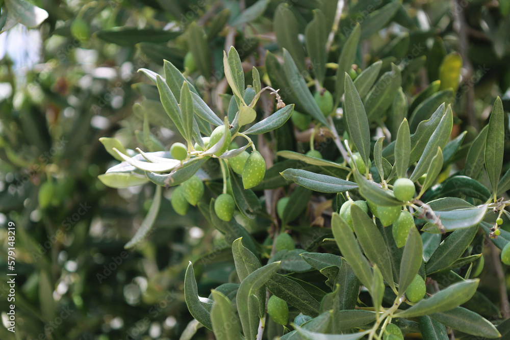 Tree branches with leaves and green olives outdoors, closeup