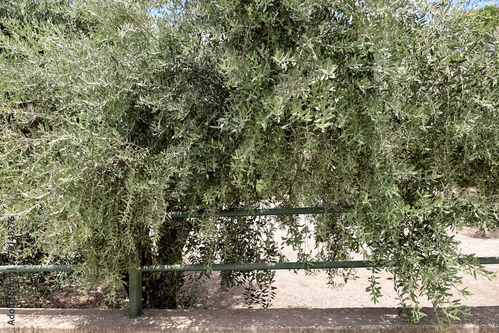 View of beautiful olive tree in park