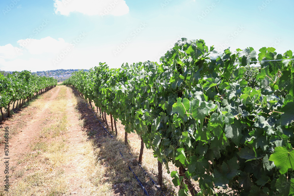 View of beautiful vineyard in countryside