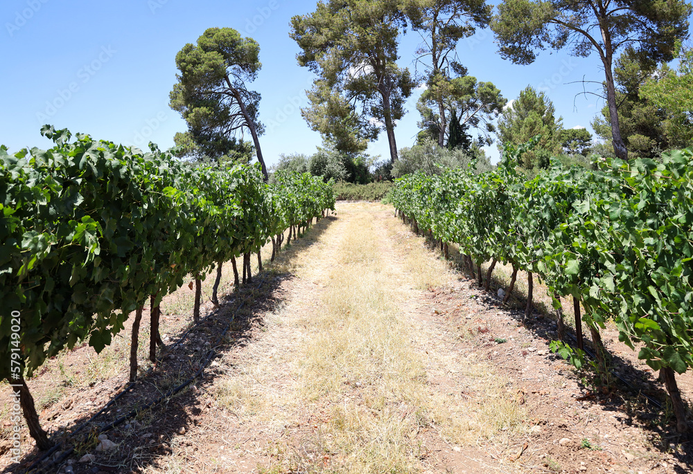 View of beautiful vineyard in countryside