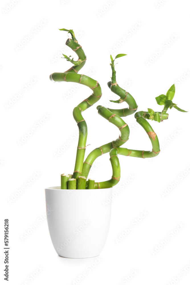 Bamboo plant in pot isolated on white background