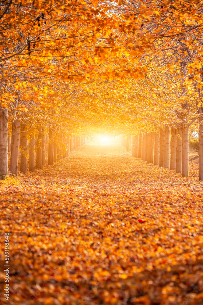 Autumn maple leaf forest color picture