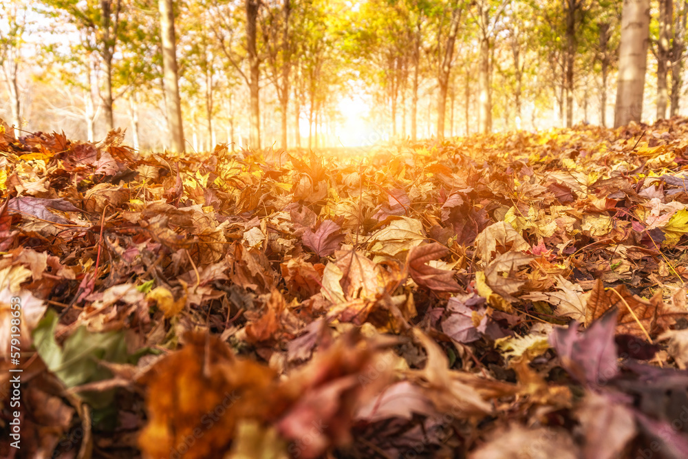 Autumn maple leaf forest color picture