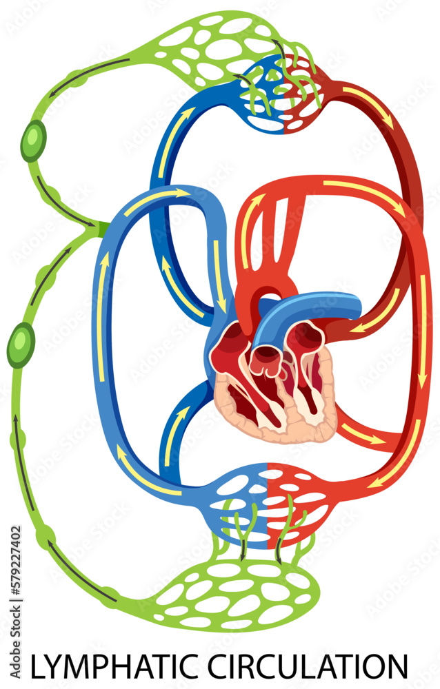 Lymphatic Circulation System Diagram