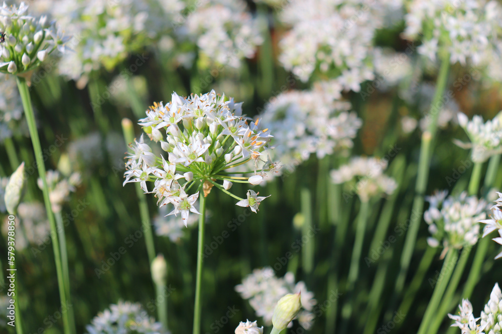 Closeup of white flowers of the garlic chives, Allium tuberosum. Medicinal plants, herbs in the orga