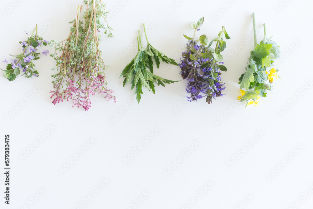 Edible plants collection isolated on white background. Glechoma, Fumaria officinalis, Leonurus cardi