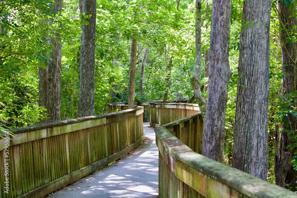 Boardwalk in Forest