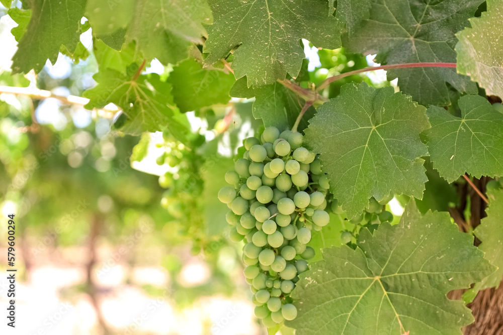 Bunch of green grapes in vineyard, closeup