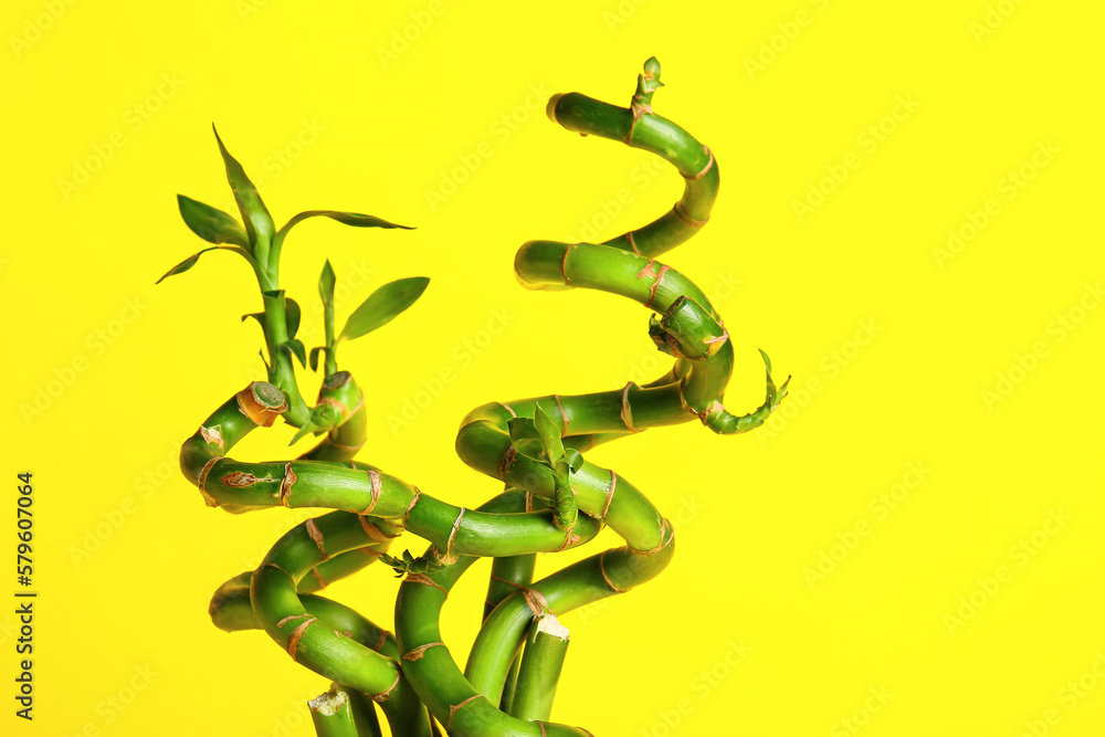 Bamboo branches on yellow background, closeup