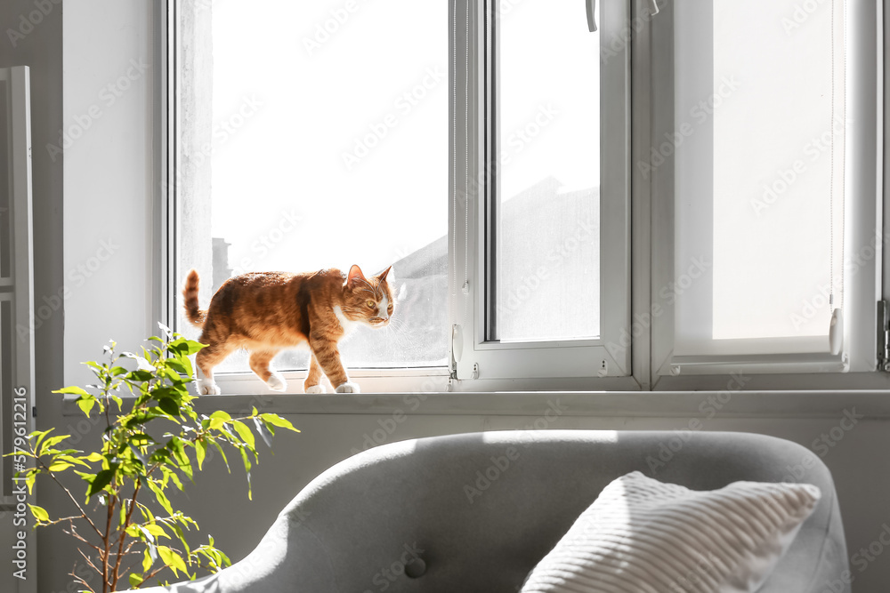 Cute red cat on windowsill in living room