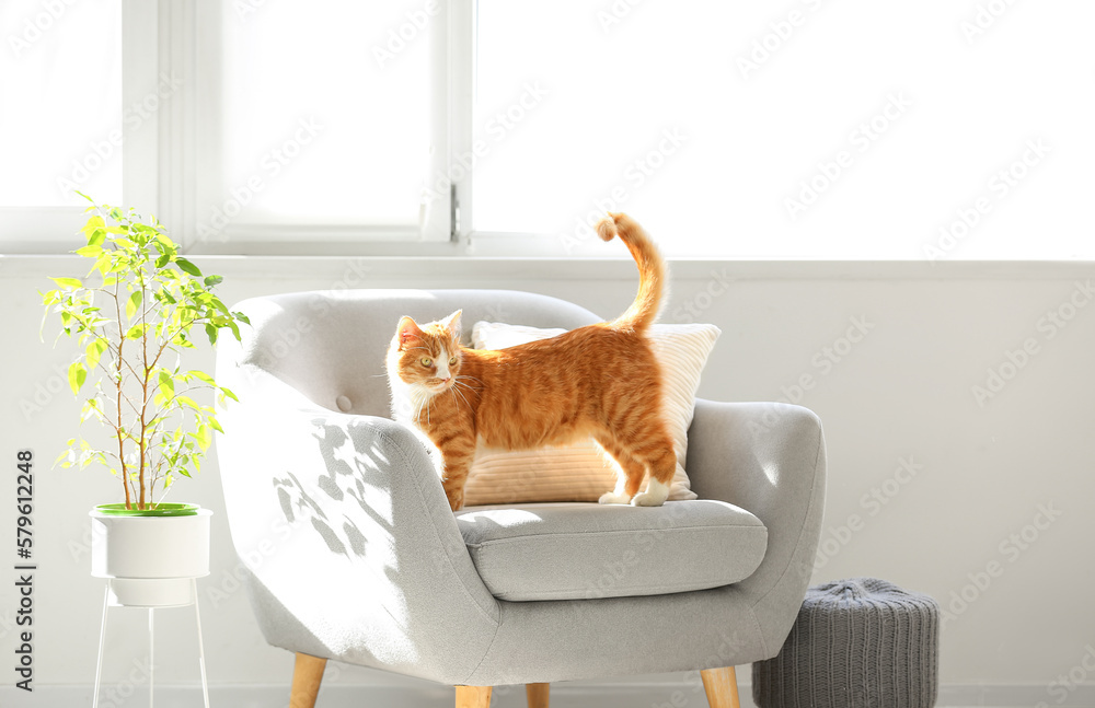 Cute red cat on grey armchair in living room