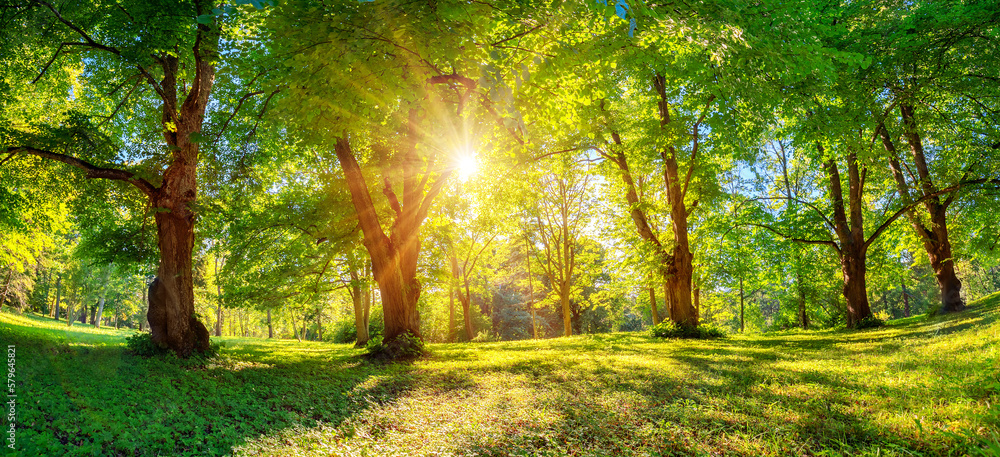 Beautiful background of the sunrise in natural deciduous park.