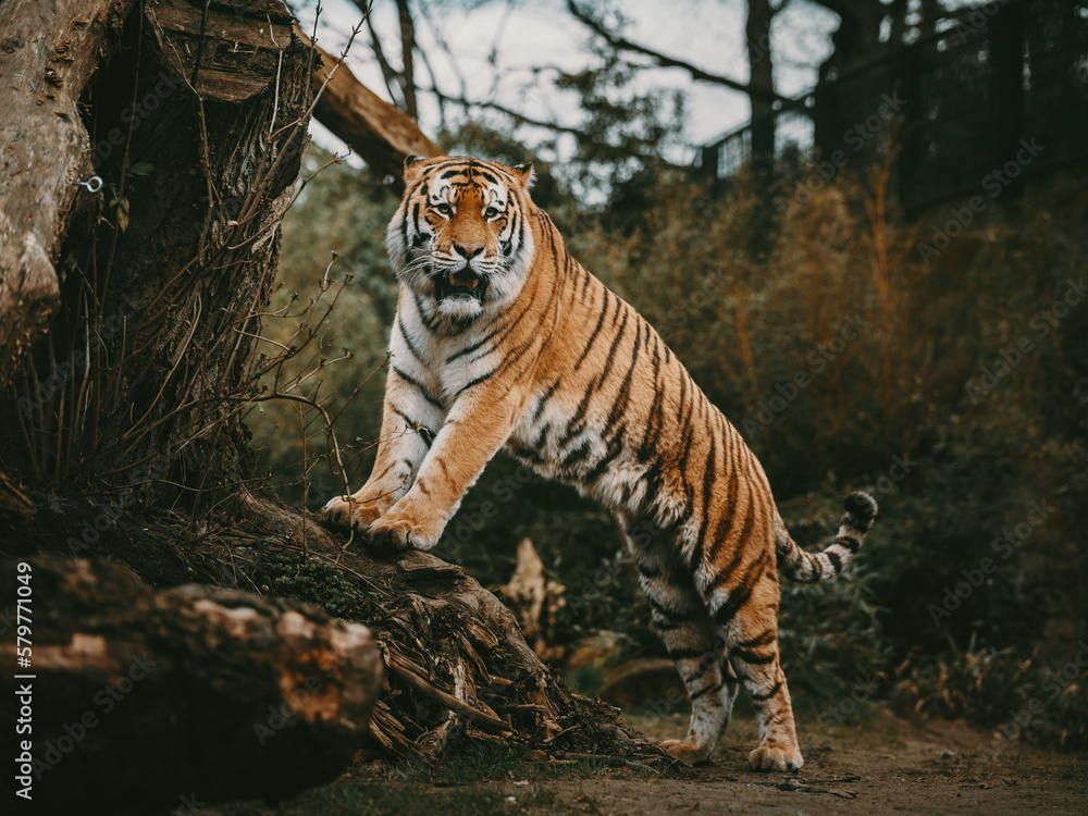 Portrait eines Sibirischen Tigers (Panthera tigris altaica) im moody forrest look