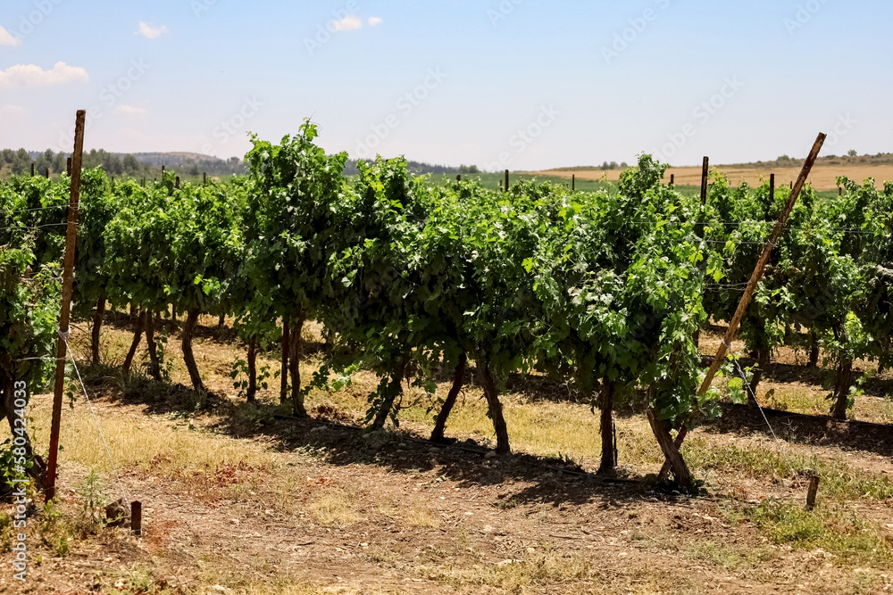 View of beautiful vineyard in countryside