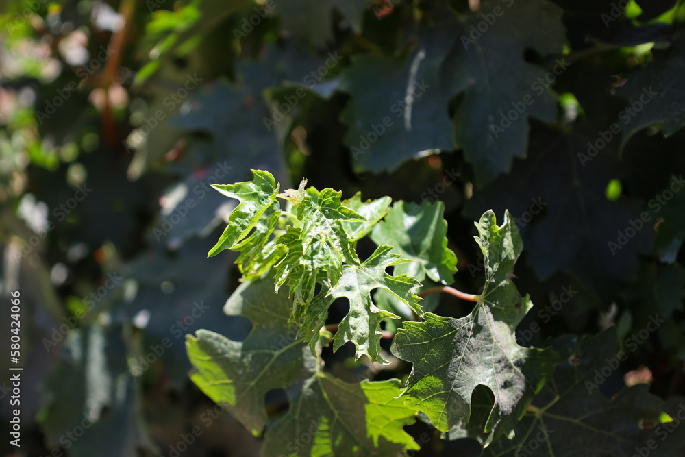 Green grape leaves in vineyard, closeup