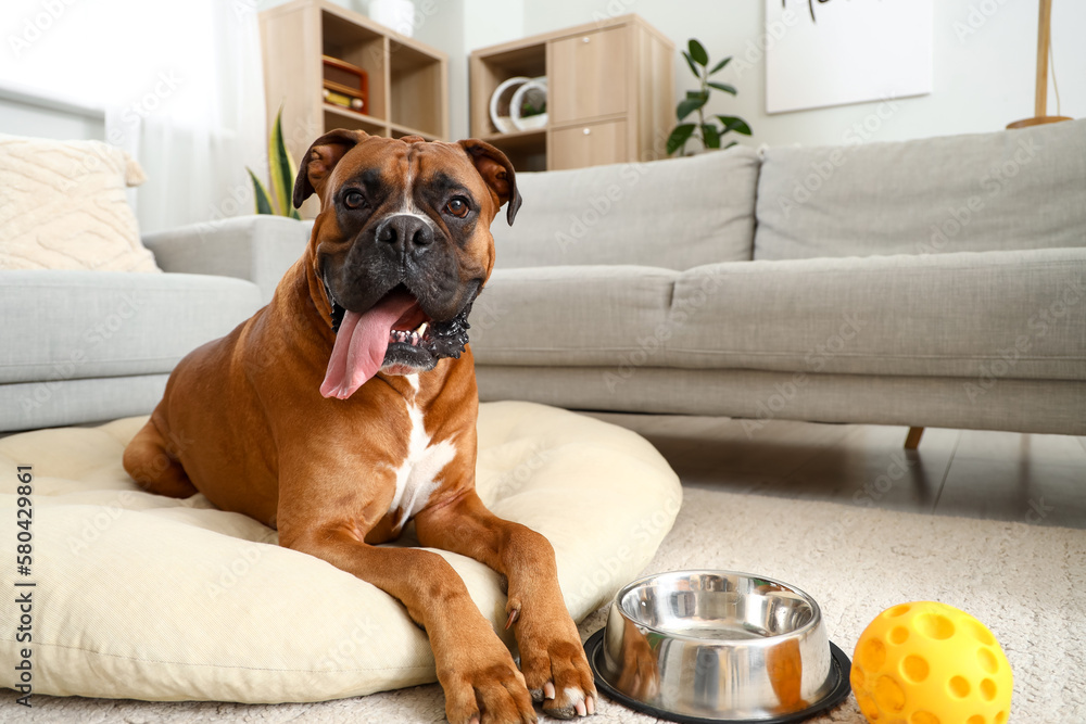 Boxer dog lying on pet bed at home