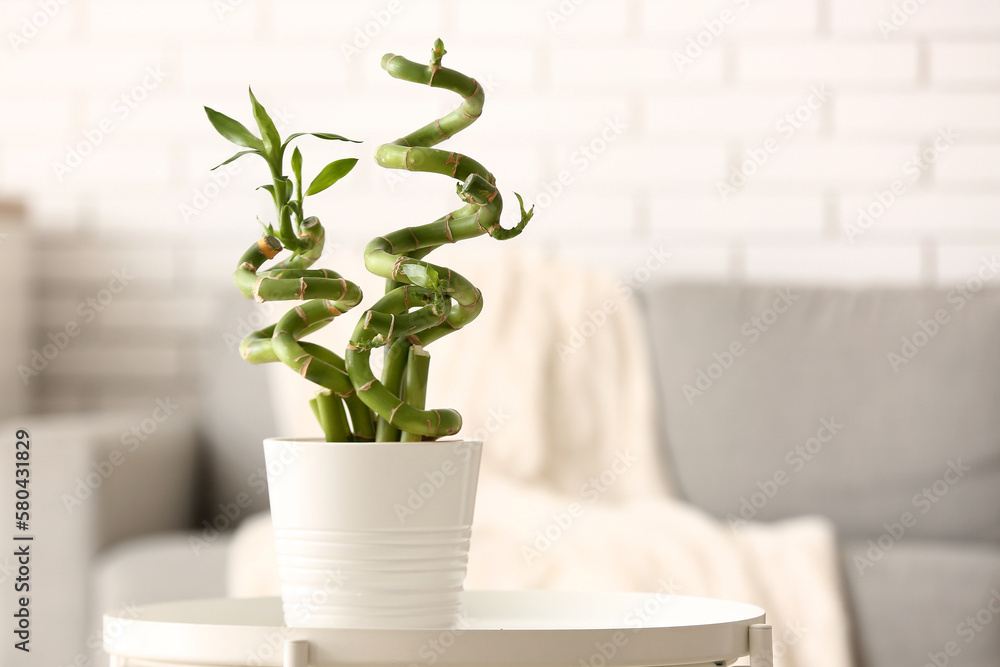 Pot with bamboo plant on table in living room