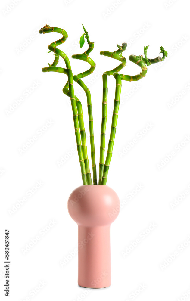 Bamboo plant in vase isolated on white background