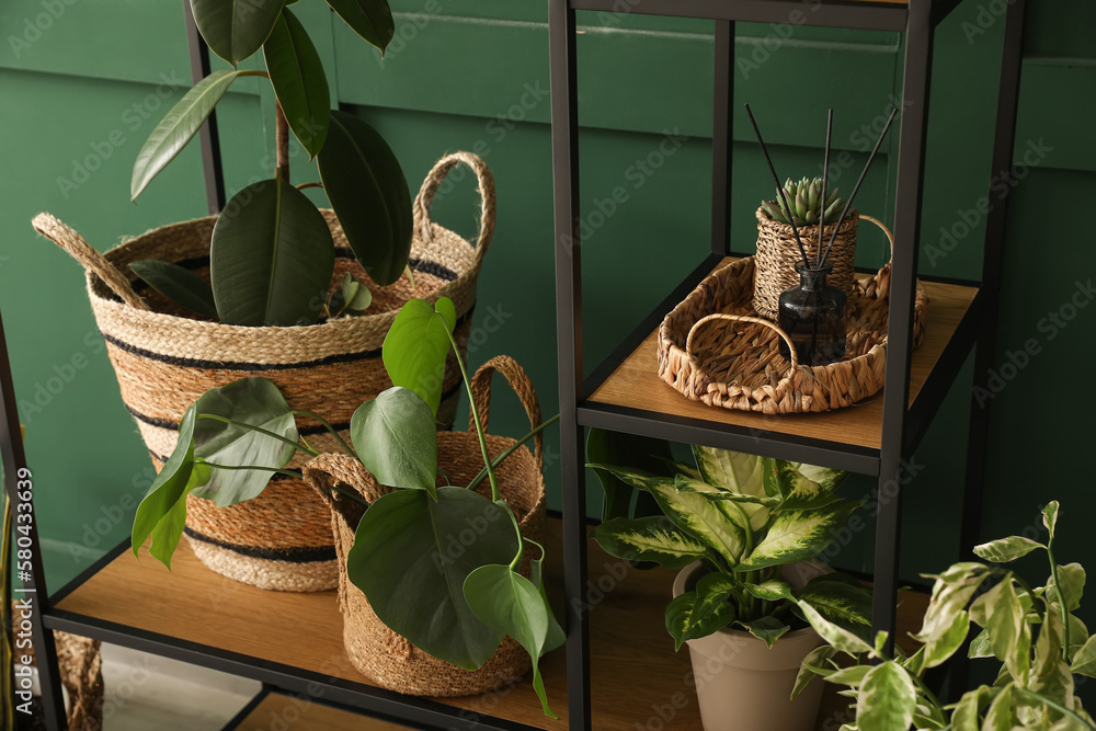 Shelving unit with potted houseplants near green wall