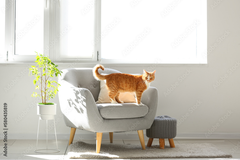 Cute red cat on grey armchair in living room