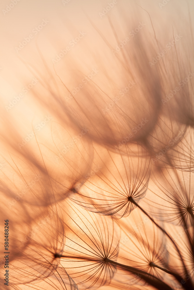 closeup of dandelion flower at sunset. abstract macro background. 