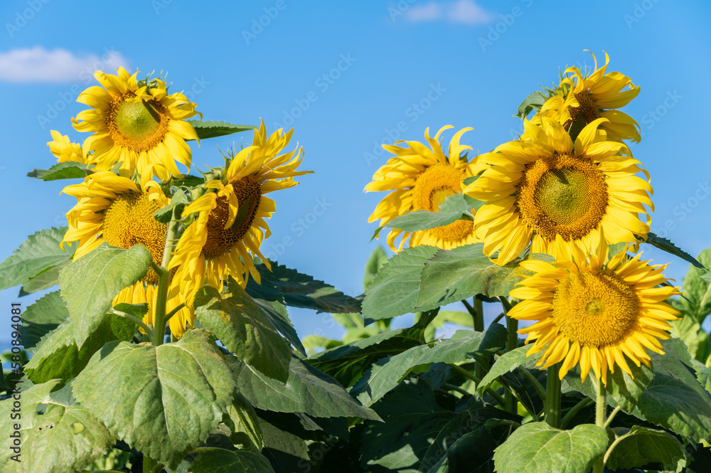 Group of Sunflower growing in the nature. Sunflowers are the very embodiment of summer. Sunflower is