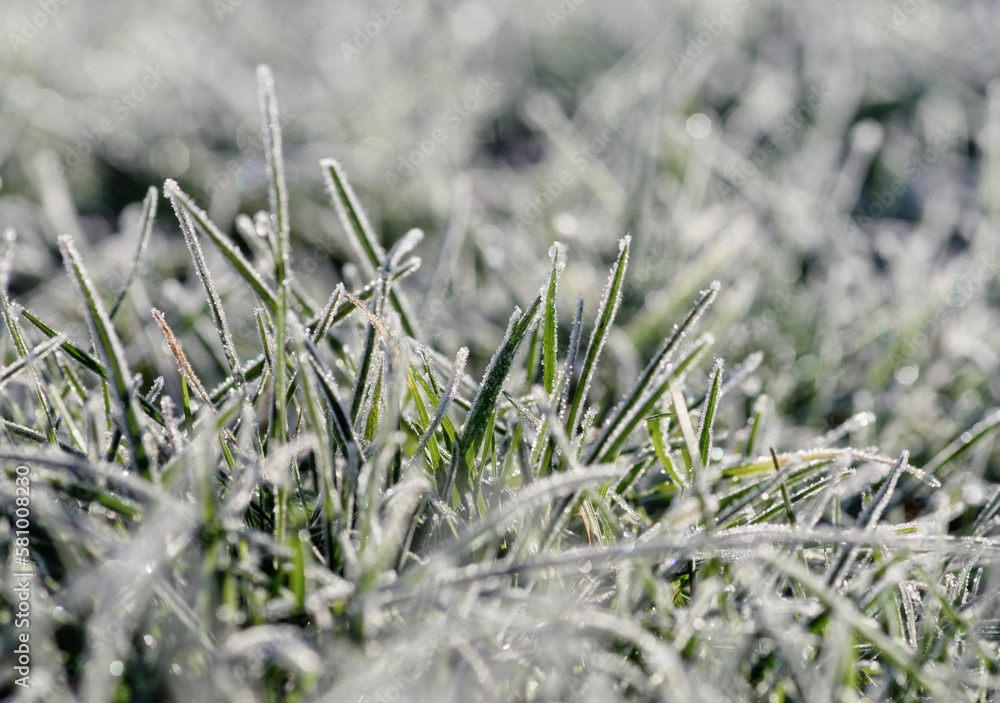 Close up frozen ice on grass