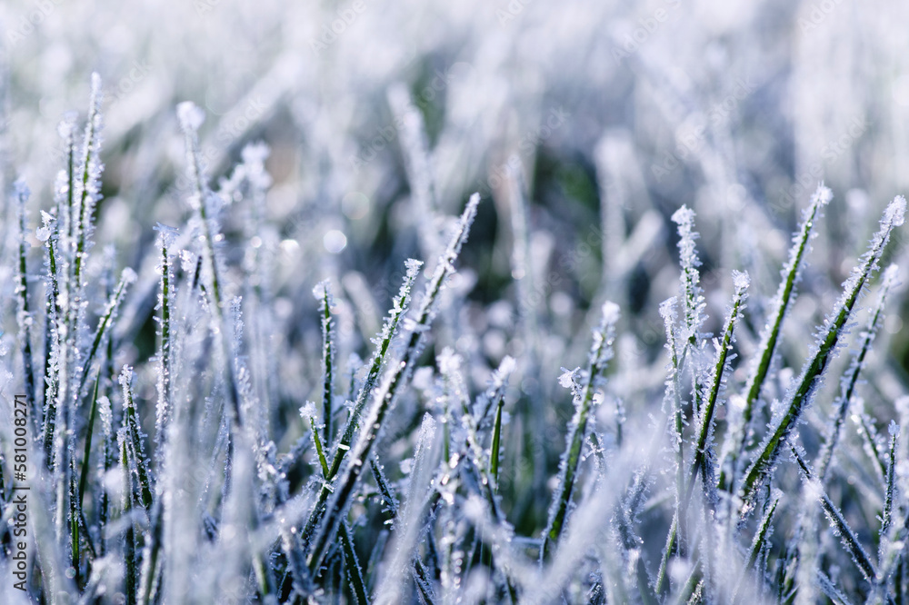 Close up frozen ice on grass