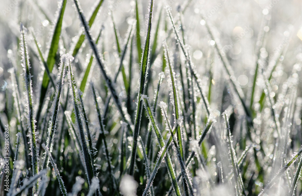 Close up frozen ice on grass