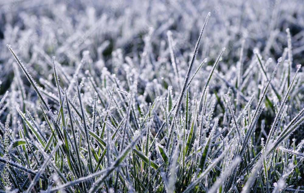 Frost on the plants. Ice grass. Beautiful winter background