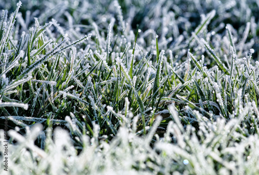 Frost on the plants. Ice grass. Beautiful winter background