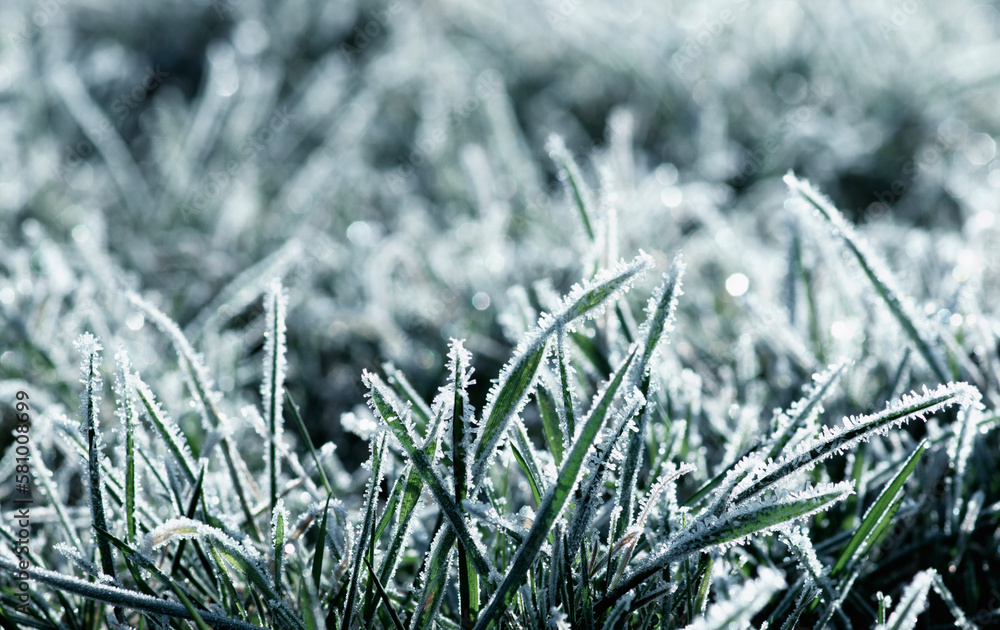 Winter background, morning frost in the grass