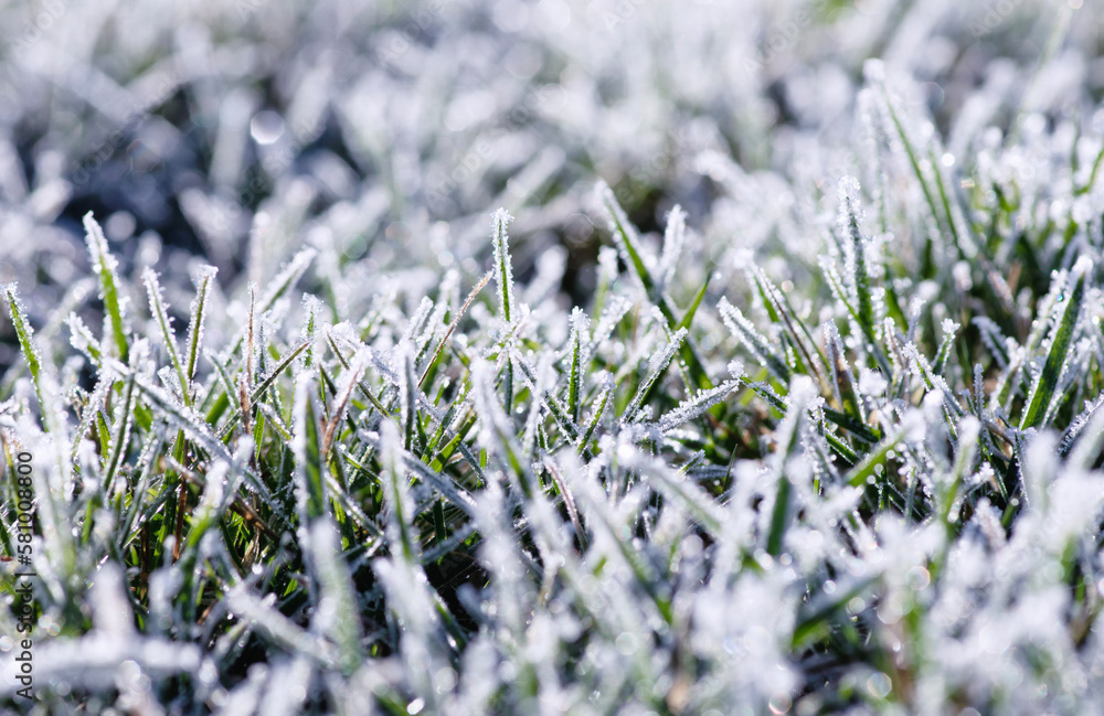 Frost on the plants. Ice grass. Beautiful winter background