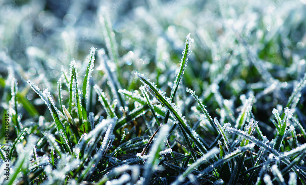  frost on the grass in the field