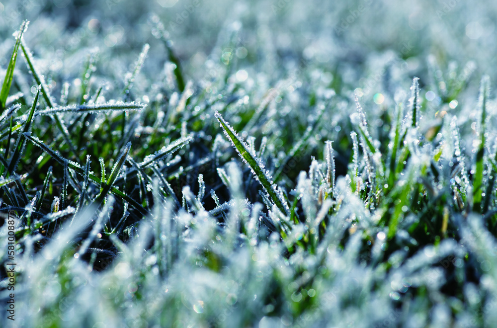 Winter background, morning frost on the grass