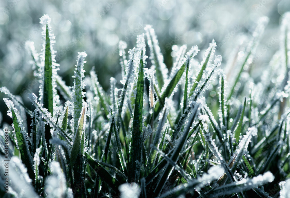 Frost on the plants. Ice grass. Beautiful winter background