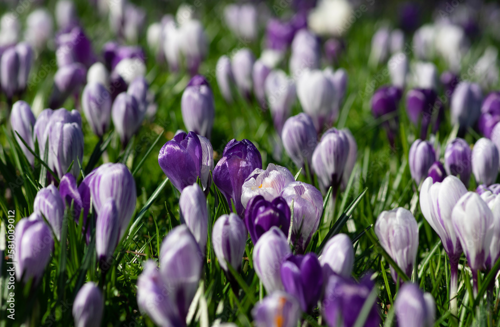 purple crocus flowers in a grass