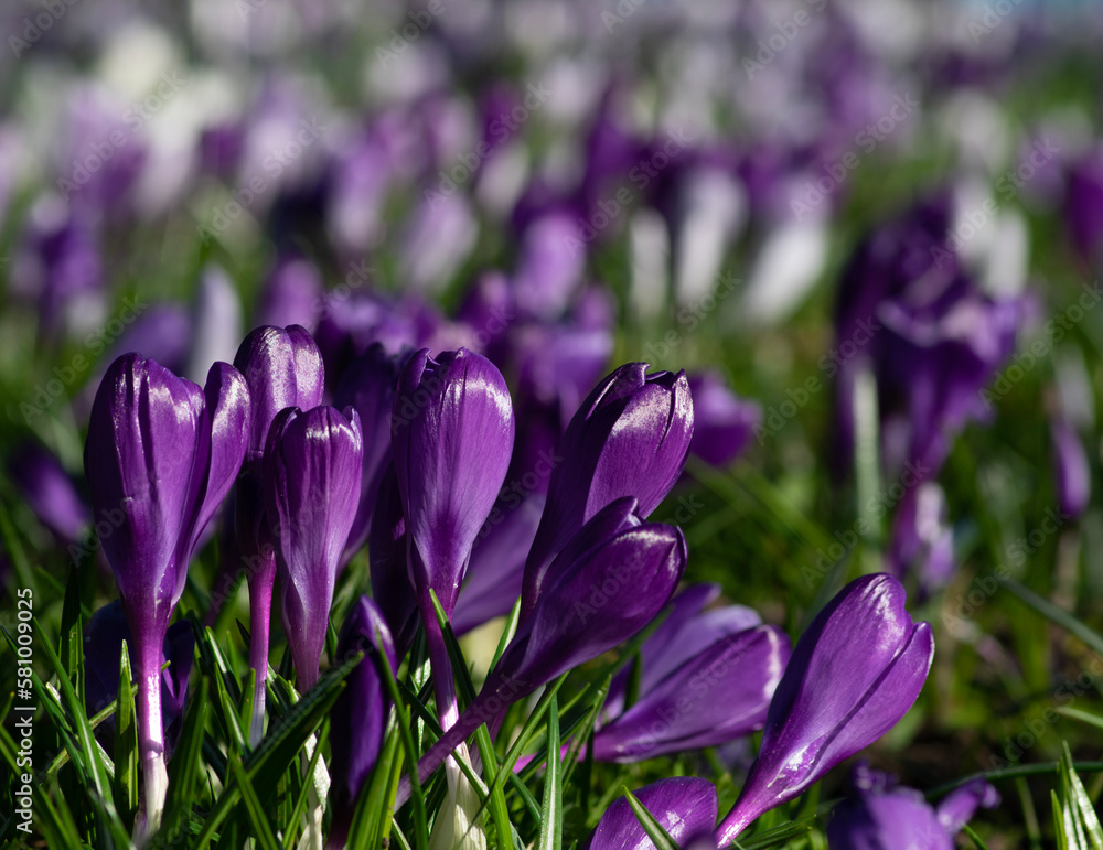 purple crocus flowers in a grass