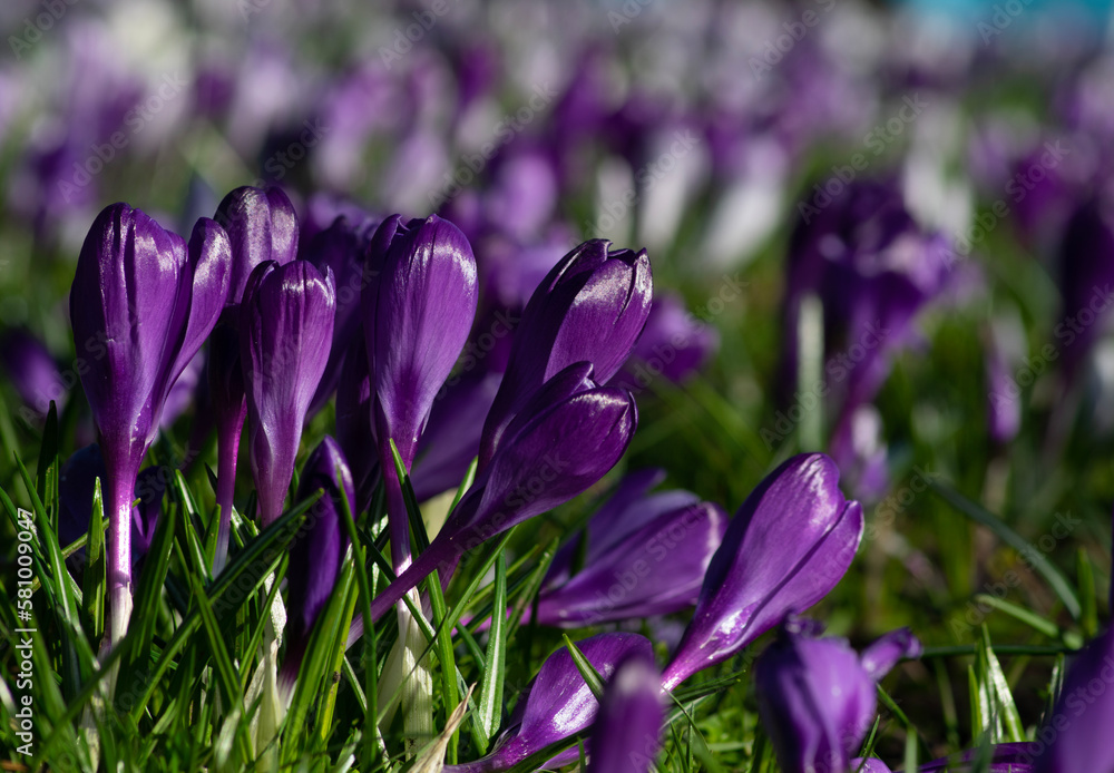 purple crocus flowers in a grass