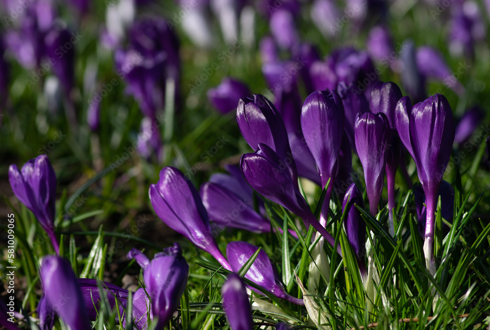 purple crocus flowers in a grass