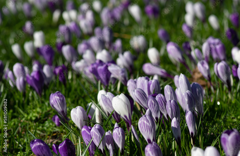 purple crocus flowers in a grass