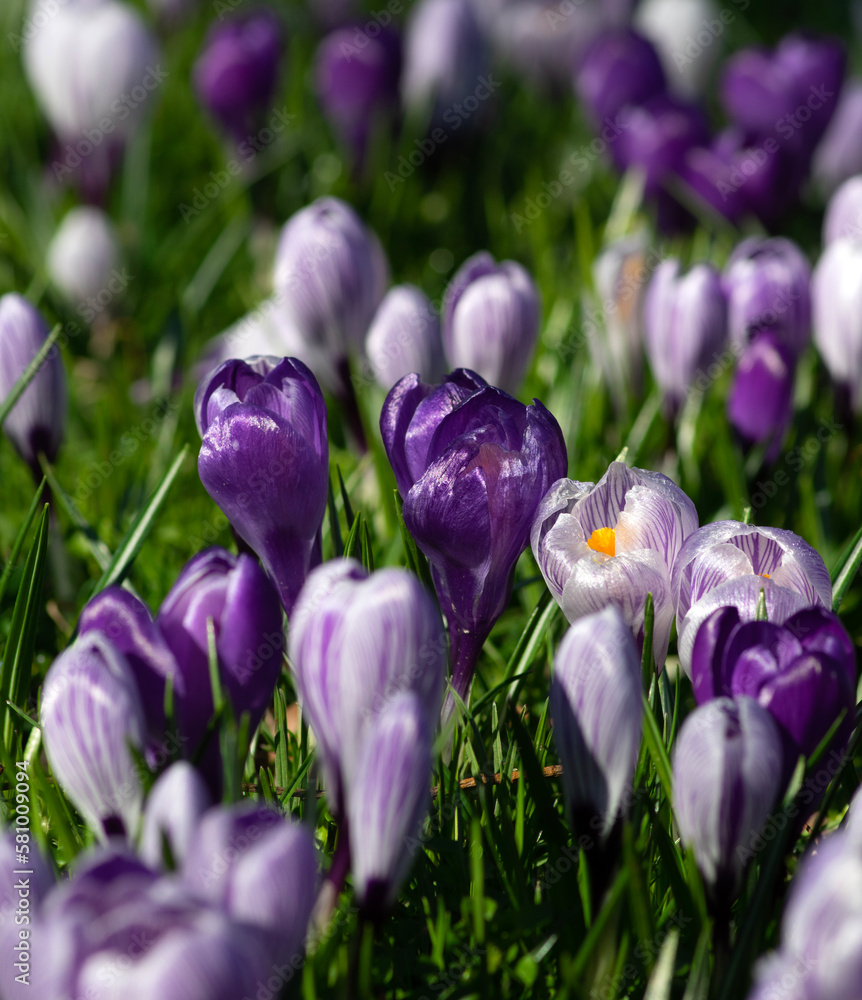 purple crocus flowers in a grass