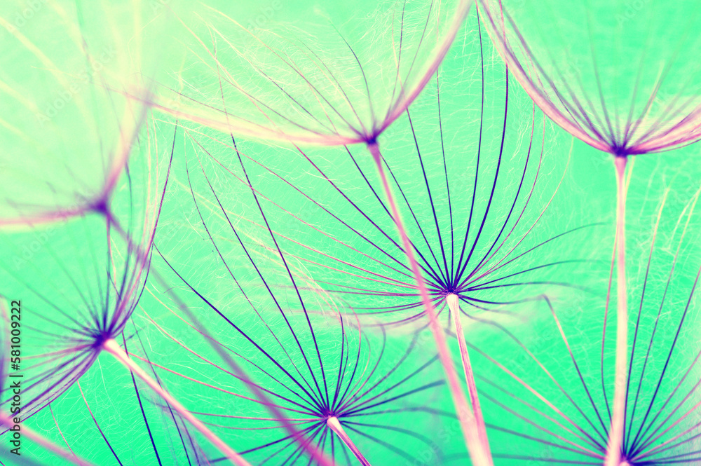 Dandelion flower background closeup